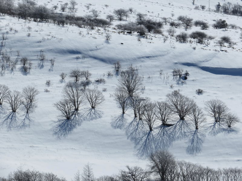 ゼブラ山