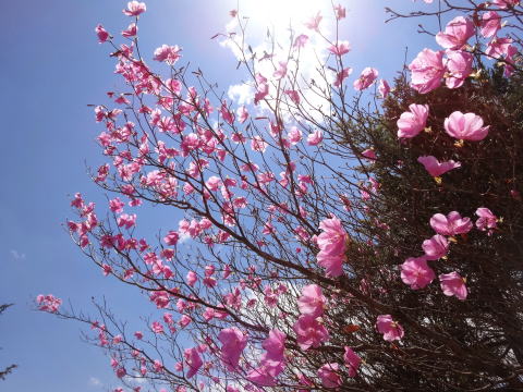 両神山頂・アカヤシオ