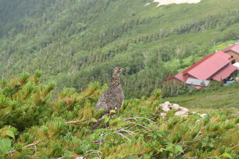 常念小屋とライチョウ